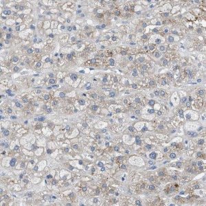 Anti-UAP1 antibody produced in rabbit 