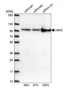 Anti-UBA2 antibody produced in rabbit 