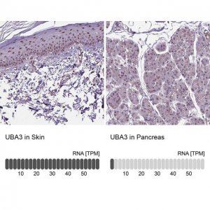 Anti-UBA3 antibody produced in rabbit 