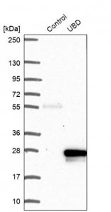 Anti-UBD antibody produced in rabbit HPA043710-100UL