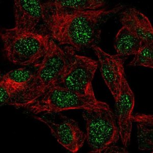Anti-UBD antibody produced in rabbit HPA043710-100UL