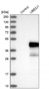 Anti-UBE2J1 antibody produced in rabbit 