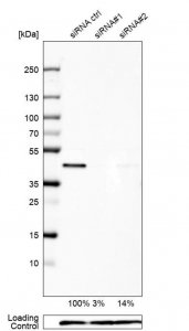 Anti-UBE2Z antibody produced in rabbit 