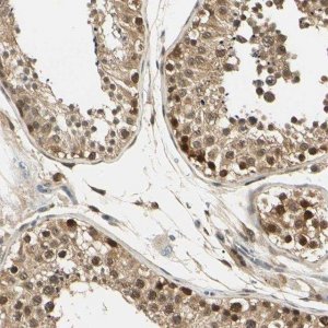 Anti-UBE2Z antibody produced in rabbit 