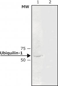 Anti-Ubiquilin-1 antibody produced in rabbit 