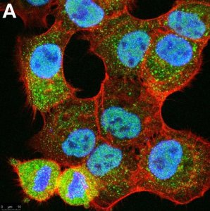 Anti-Ubiquitin K48-Specific Antibody, clone Apu2 ZooMAb Rabbit Monoclonal 