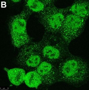 Anti-Ubiquitin K48-Specific Antibody, clone Apu2 ZooMAb Rabbit Monoclonal 
