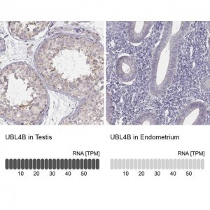 Anti-UBL4B antibody produced in rabbit 