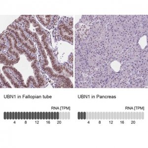 Anti-UBN1 antibody produced in rabbit 