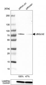 Anti-UBQLN2 antibody produced in rabbit 