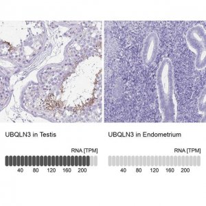 Anti-UBQLN3 antibody produced in rabbit 