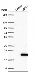 Anti-UBTD2 antibody produced in rabbit HPA035891-100UL