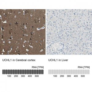 Anti-UCHL1 antibody produced in rabbit 