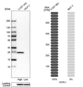 Anti-UCHL1 antibody produced in rabbit 