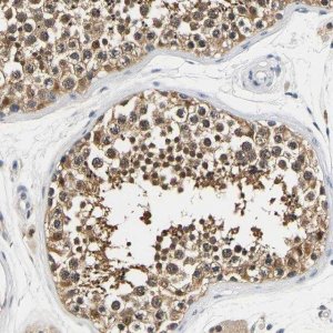Anti-UCHL3 antibody produced in rabbit 