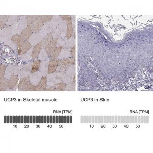 Anti-UCP3 antibody produced in rabbit 