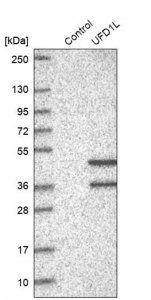 Anti-UFD1L antibody produced in rabbit 