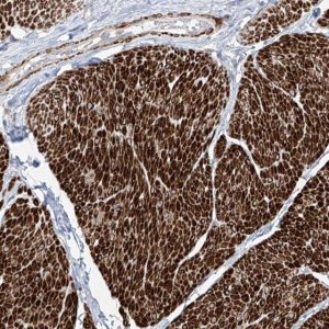 Anti-UFD1L antibody produced in rabbit 