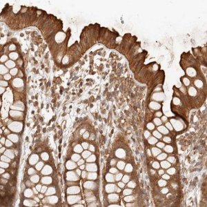 Anti-UFSP1 antibody produced in rabbit 