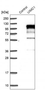 Anti-UIMC1 antibody produced in rabbit HPA037503-100UL