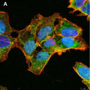 Anti-ULBP-3 Antibody, clone 3C10 ZooMAb Rabbit Monoclonal 
