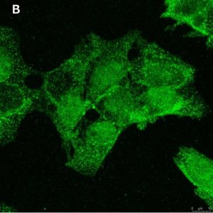 Anti-ULBP-3 Antibody, clone 3C10 ZooMAb Rabbit Monoclonal 