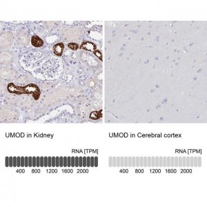 Anti-UMOD antibody produced in rabbit 