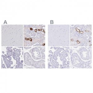Anti-UMOD antibody produced in rabbit 
