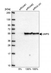 Anti-UMPS antibody produced in rabbit 