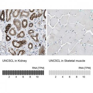 Anti-UNC5CL antibody produced in rabbit 