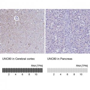 Anti-UNC80 antibody produced in rabbit 