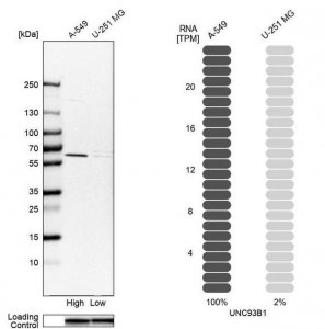 Anti-UNC93B1 antibody produced in rabbit 