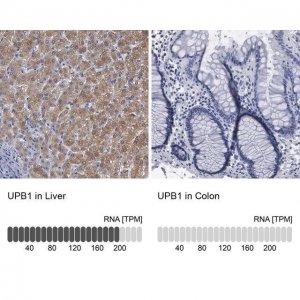 Anti-UPB1 antibody produced in rabbit HPA000728-100UL