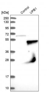 Anti-UPB1 antibody produced in rabbit HPA000728-100UL