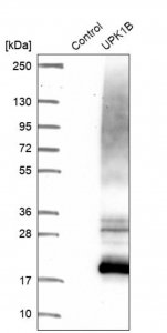 Anti-UPK1B antibody produced in rabbit 