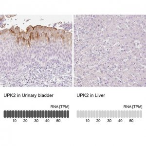 Anti-UPK2 antibody produced in rabbit 