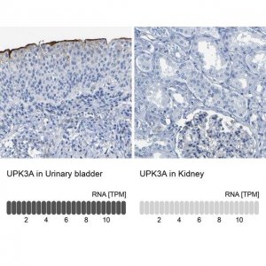 Anti-UPK3A antibody produced in rabbit 