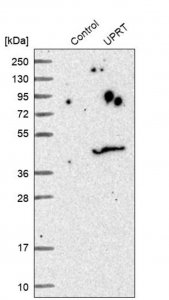 Anti-UPRT antibody produced in rabbit HPA000805-100UL