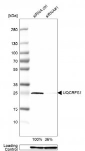 Anti-UQCRFS1 antibody produced in rabbit 
