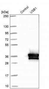Anti-USB1 antibody produced in rabbit 
