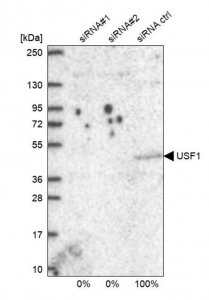 Anti-USF1 antibody produced in rabbit HPA036233-100UL
