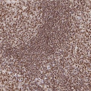 Anti-USF1 antibody produced in rabbit HPA036233-100UL