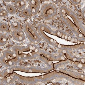 Anti-USH1C antibody produced in rabbit 