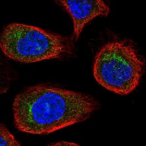 Anti-USO1 antibody produced in rabbit HPA038282-100UL