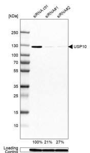 Anti-USP10 antibody produced in rabbit 