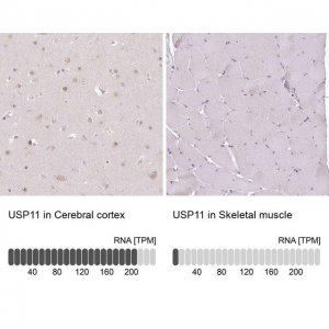 Anti-USP11 antibody produced in rabbit 