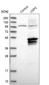 Anti-USP2 antibody produced in rabbit 