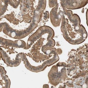 Anti-USP2 antibody produced in rabbit 