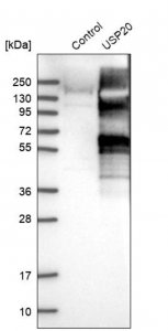Anti-USP20 antibody produced in rabbit 