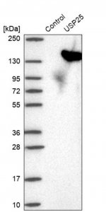 Anti-USP25 antibody produced in rabbit HPA024142-100UL